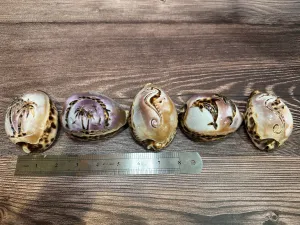 Large Carved Cowry Shells