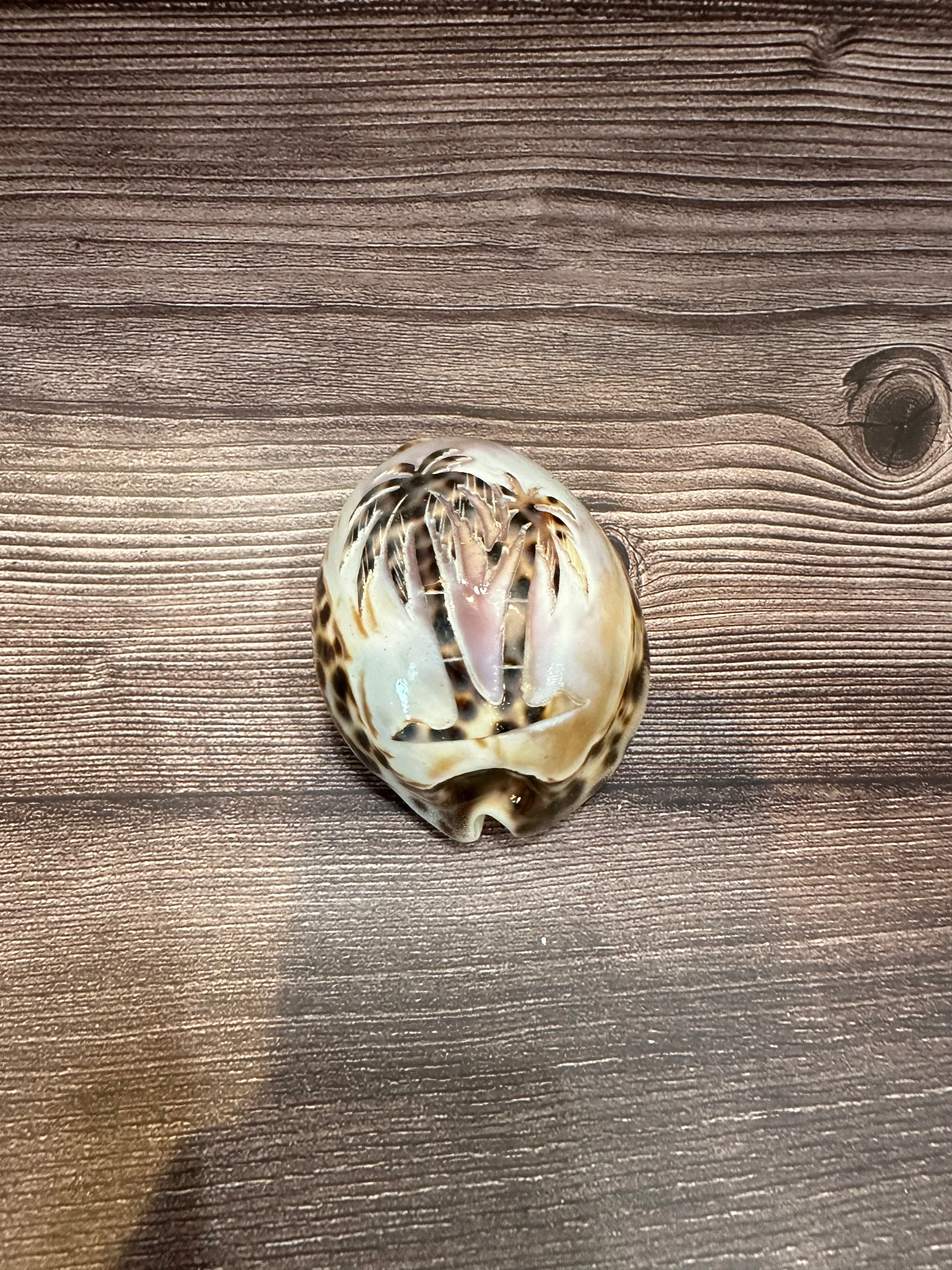 Large Carved Cowry Shells