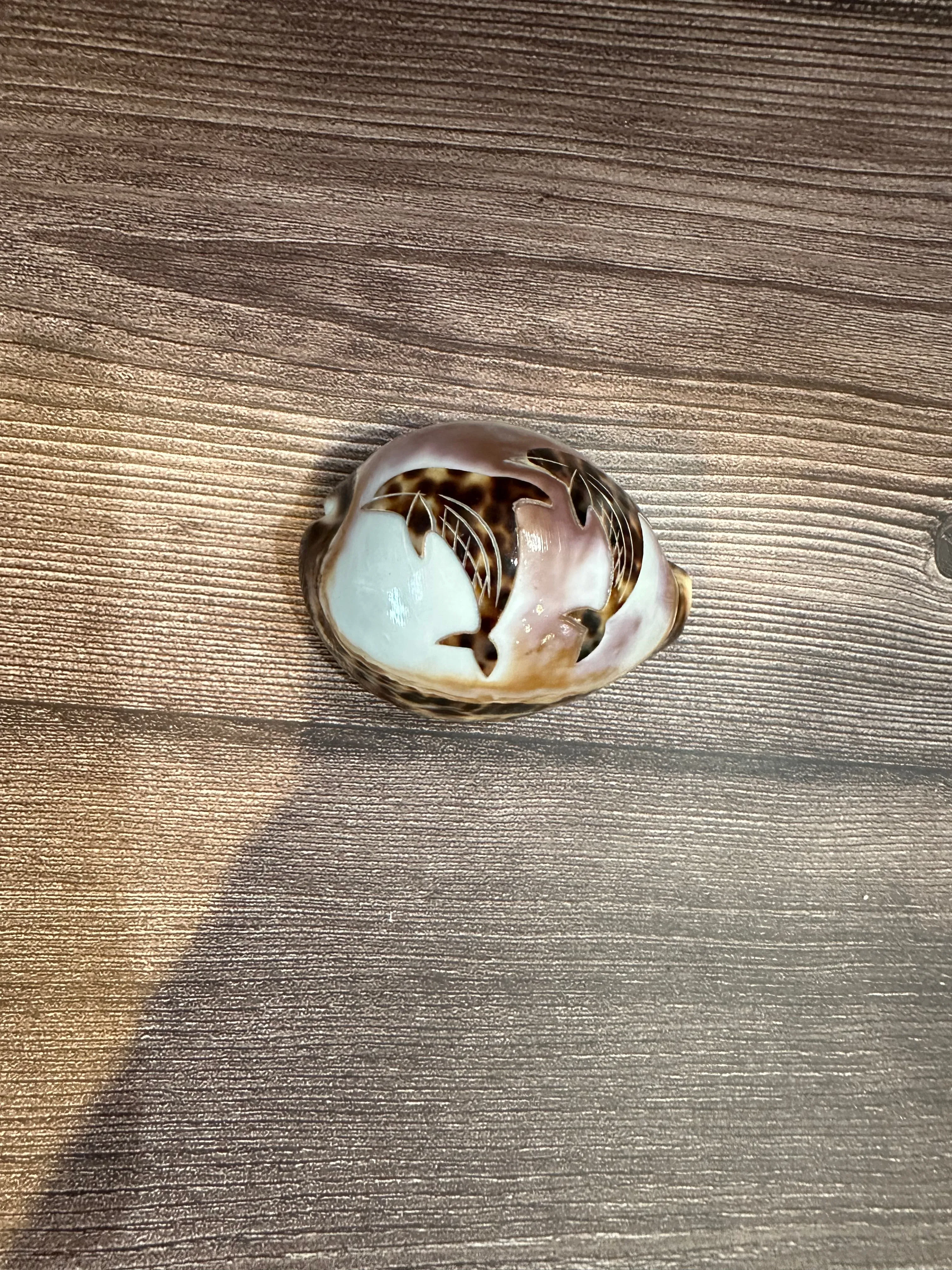 Large Carved Cowry Shells