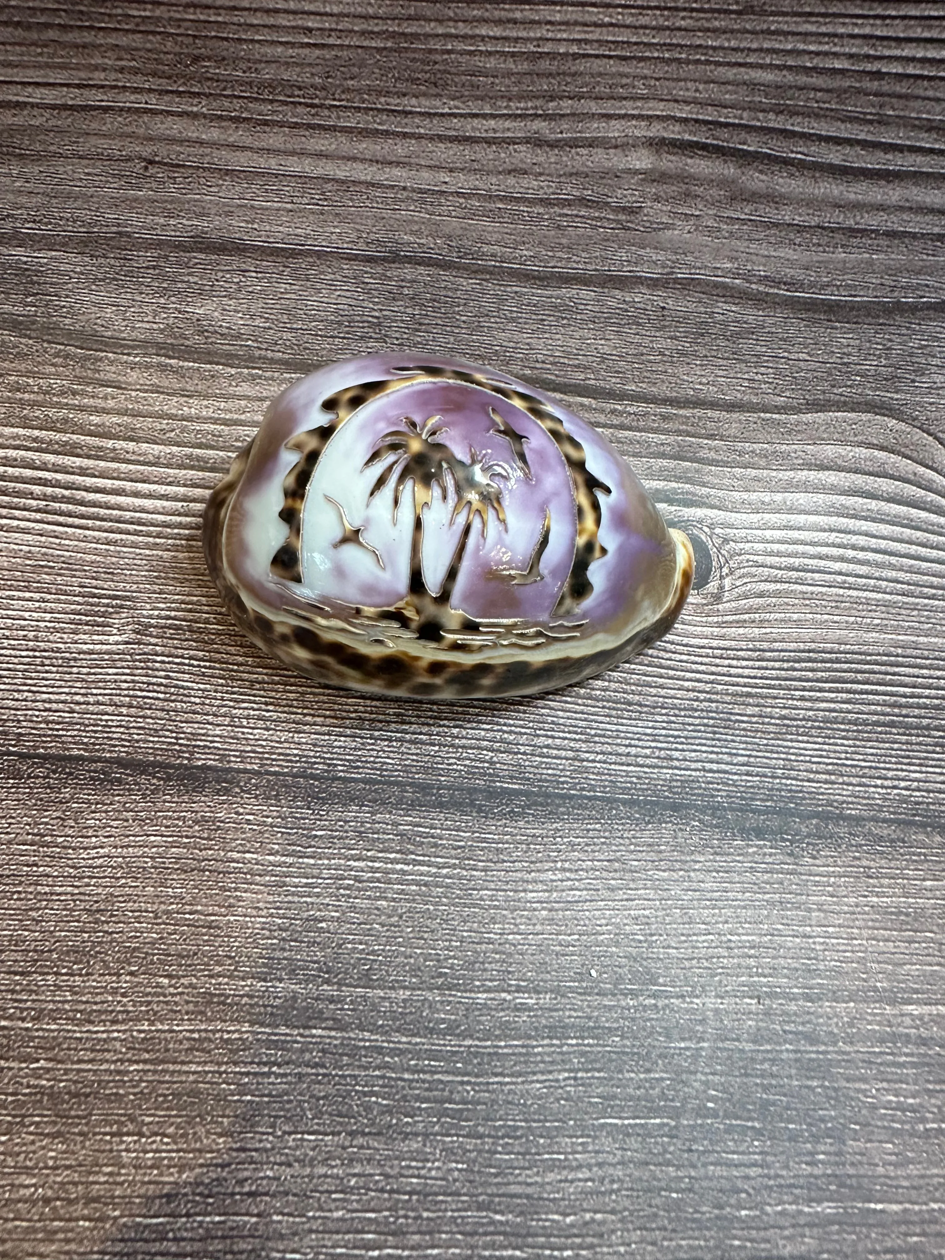 Large Carved Cowry Shells