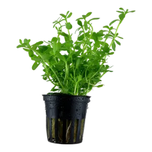 Tropica Bacopa 'Compact'