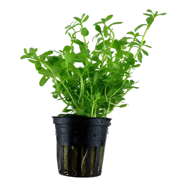 Tropica Bacopa 'Compact'
